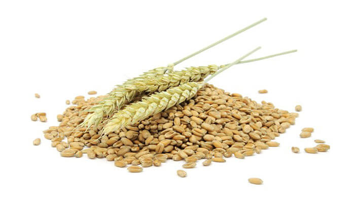 germen de trigo para las canas