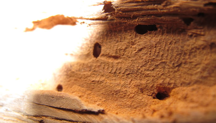 cómo eliminar los bichos de la madera