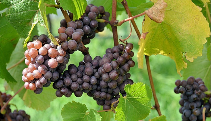 las mejores uvas, para los mejores vinos